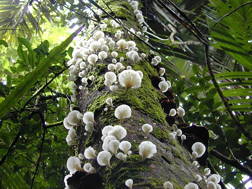 Các loài nấm mọc trên thân cây ẩm ướt